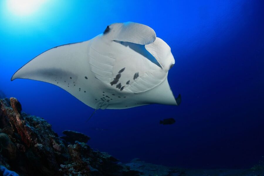 Big Island: Snorkel with Manta Rays - Manta Guarantee - Forty-five minutes above the rays