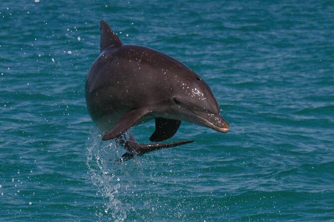Biologist Owned & Operated: Dolphin Watching & Guided Snorkeling - Key points to know before booking