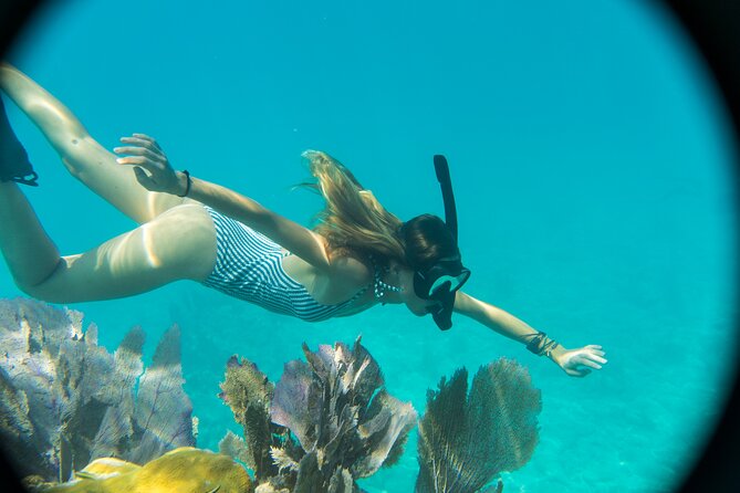 Biologist Owned & Operated: Dolphin Watching & Guided Snorkeling - Finding wild bottlenose dolphins near Key West