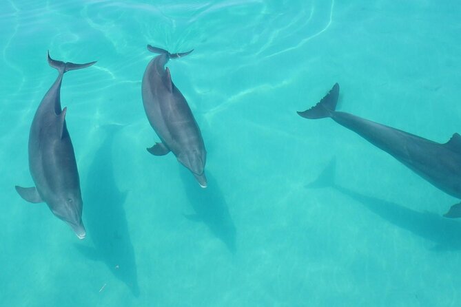Biologist Owned & Operated: Dolphin Watching & Guided Snorkeling - What the $143.05 price really buys