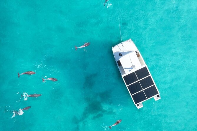 Biologist Owned & Operated: Dolphin Watching & Guided Snorkeling - Snorkeling where conditions are best