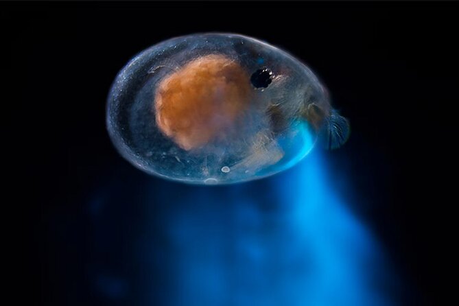 Bioluminescent Night Snorkeling - Meeting at 7:00 p.m. in Kralendijk