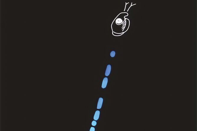 Bioluminescent Night Snorkeling - Looking for flashes among the bioluminescent marine life