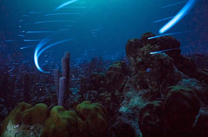 Bioluminescent Night Snorkeling - Is $66.01 a fair price?