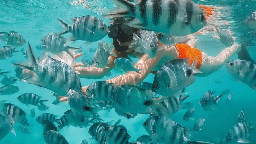 Blue Bay: Blue Bay Glass Bottom Boat Visit and Snorkeling - Five things to know before booking
