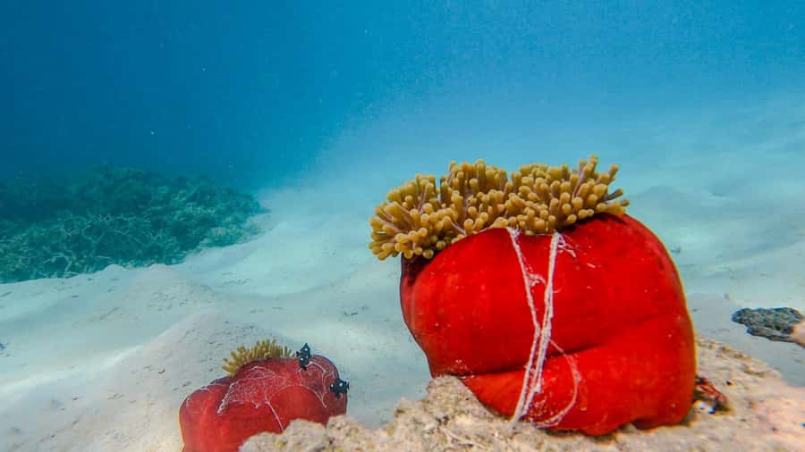 Blue Bay: Blue Bay Glass Bottom Boat Visit and Snorkeling - Waiting times and practical planning