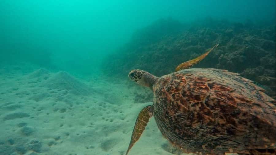 Blue Bay: Blue Bay Glass Bottom Boat Visit and Snorkeling - Who will enjoy this most?