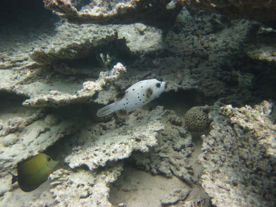 Blue Bay: Half-Day Snorkeling Trip with Creole Picnic Lunch - Final Call: A Strong Mix of Reef Time and Local Food