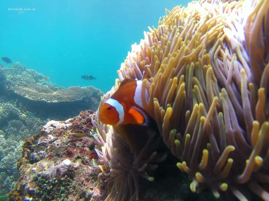Blue Lagoon and Tanjung Jepun Snorkeling Tour - Why morning timing matters