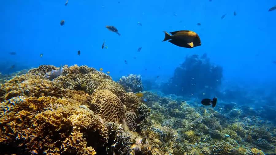 Blue Lagoon and Tanjung Jepun Snorkeling Tour - Lunch and the return to the shop