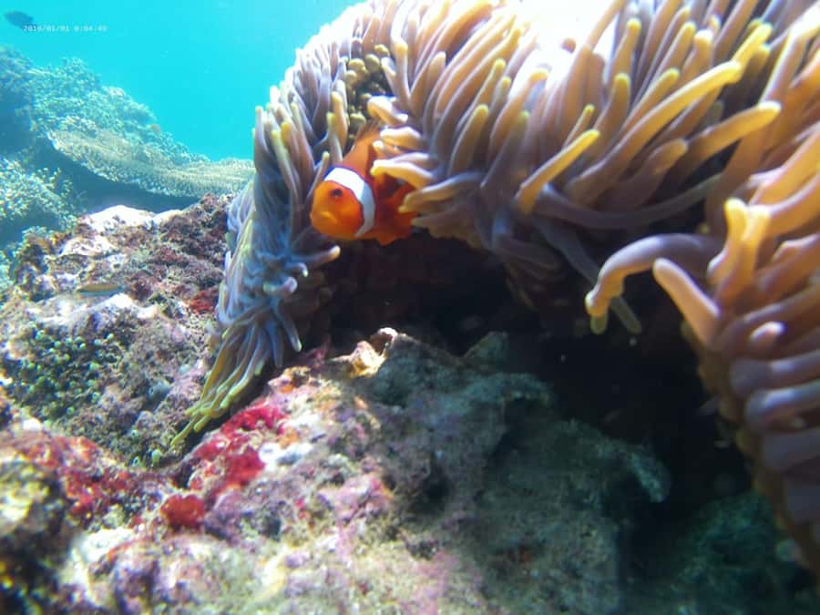 Blue Lagoon and Tanjung Jepun Snorkeling Tour - Who should book this experience