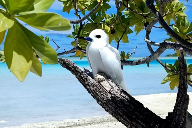 BLUE LAGOON | Eco-tour | Snorkeling Avatoru | Secret Green Lagoon - What the day feels like in practice