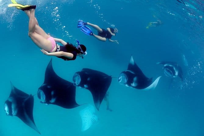 Blue Lagoon Snorkeling with Lunch and Private Transport - What you may see below the surface