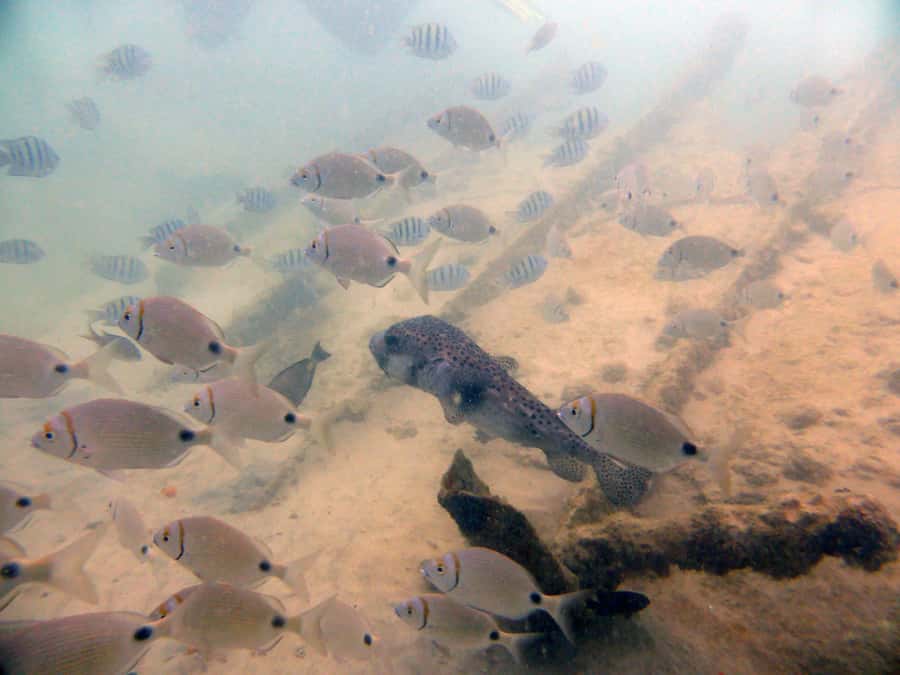 Boa Vista: Motoryacht Trip with Fishing, Snorkel, Beach BBQ - A beach BBQ with fish, chicken, and drinks