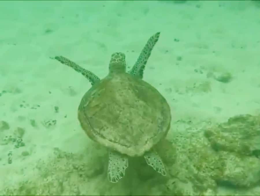 Boa Vista Reef Snorkeling in Gatas Bay / Aperitif with Locals - Five useful things to know before you book