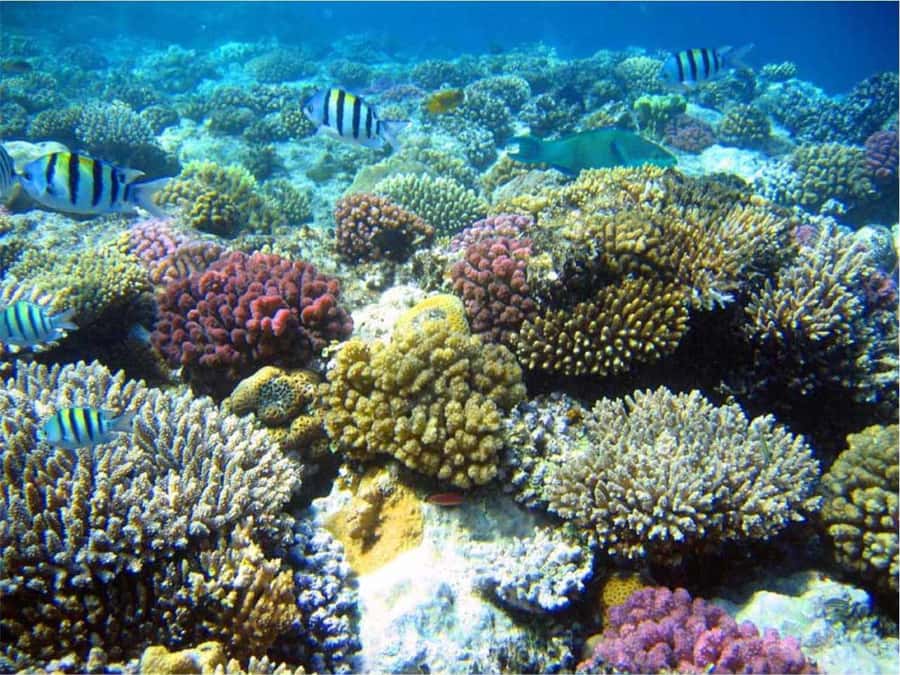 Boa Vista Reef Snorkeling in Gatas Bay / Aperitif with Locals - The morning pickup and drive to the east coast