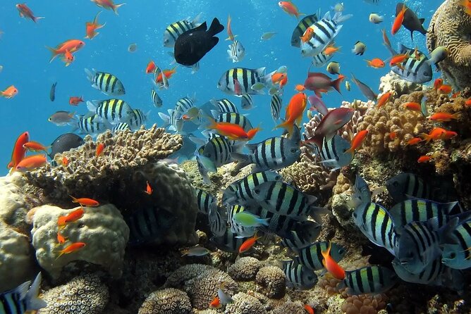 Boat Dive and Snorkeling Experience in Aqaba - Practical planning before you go