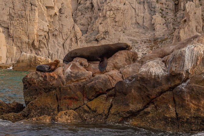 Boat Tour Snorkeling Tour with Guide, Drinks and Fruit - A compact morning on Cabo’s water