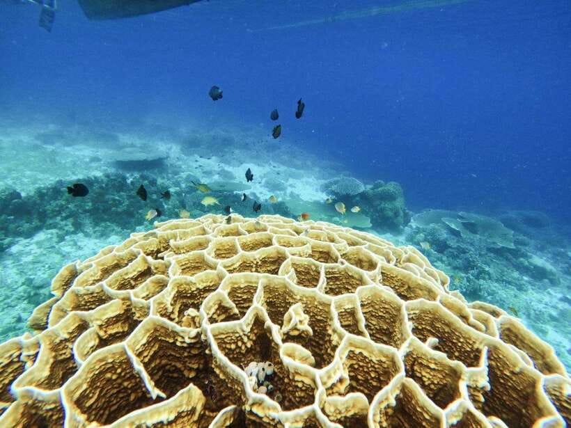 Bohol: Boat Tour to Sandbar and Snorkeling with Turtles - Lunch cooked aboard the boat