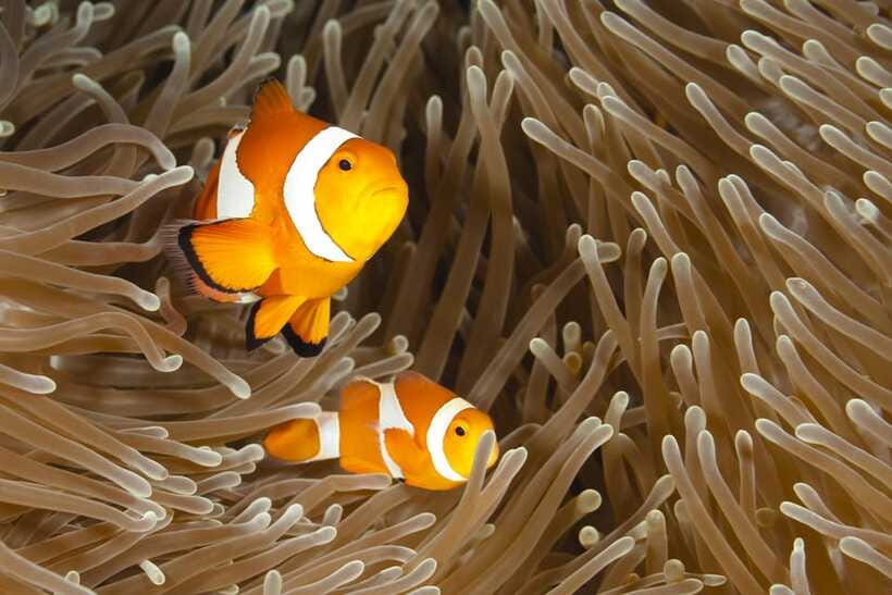 Bohol: Boat Tour to Sandbar and Snorkeling with Turtles - Crew care and the small details that matter