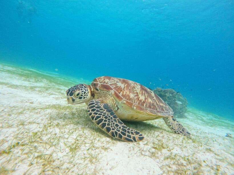Bohol: Boat Tour to Sandbar and Snorkeling with Turtles - Pickup from Panglao and the shared boat setup