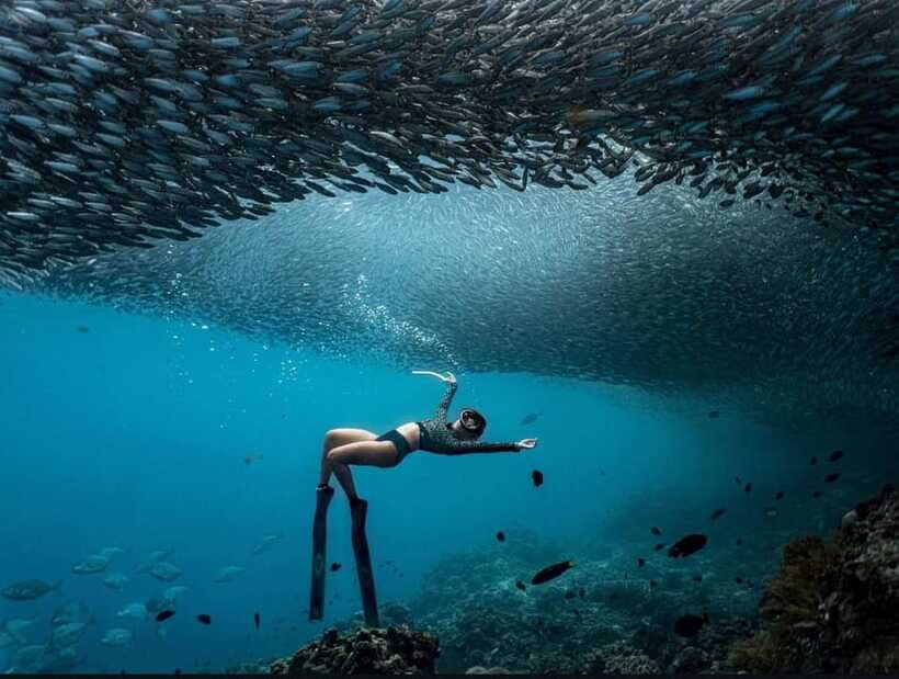 Bohol: Guided Sardine Reef Snorkeling Experience - What the $38 price really covers
