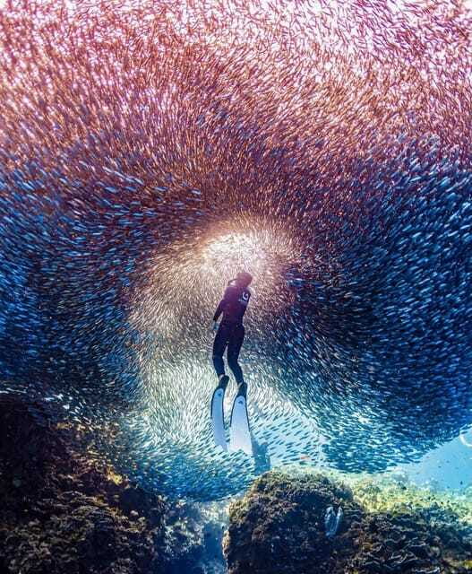Bohol: Guided Sardine Reef Snorkeling Experience - Who should book this experience