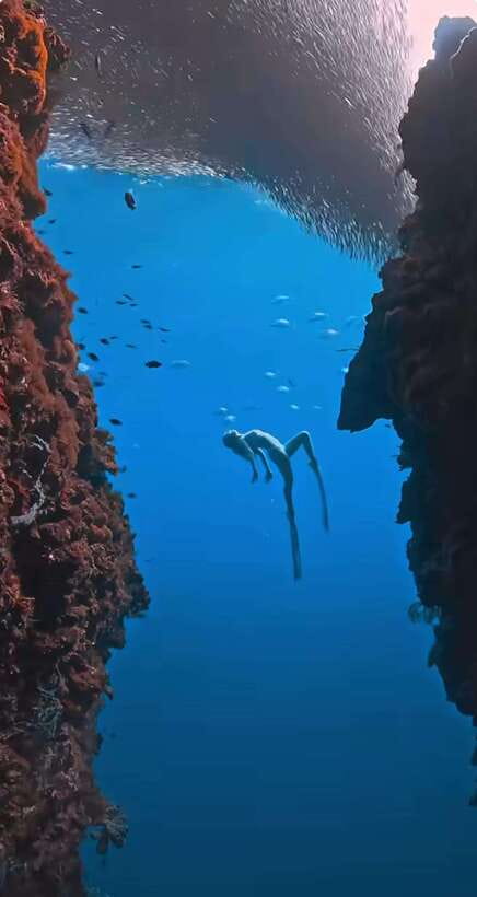 Bohol: Guided Sardine Reef Snorkeling Experience - The silver wall at Panglao’s sardine reef
