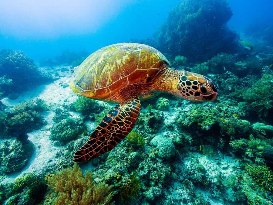 Bohol: Private Balicasag Tour with extra snorkeling time - Why the early start from Panglao matters