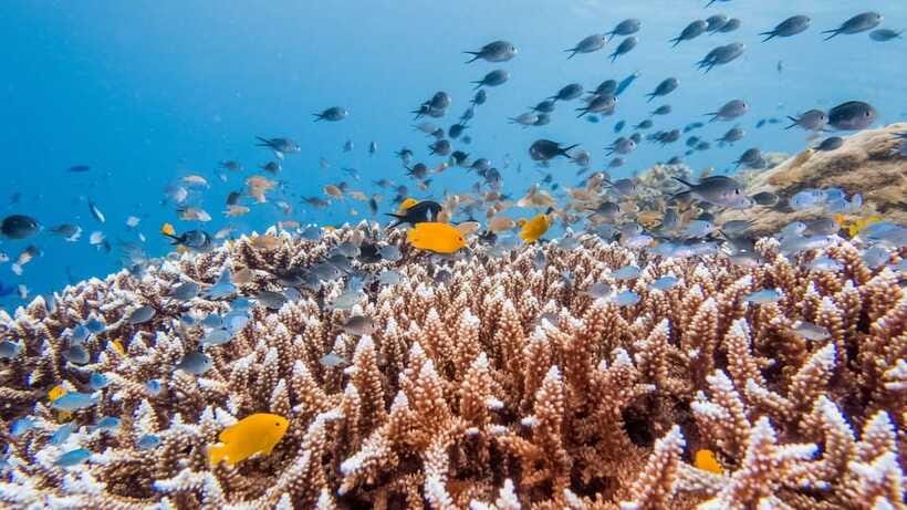 Bohol: Private Balicasag Tour with extra snorkeling time - What the $110 price really buys