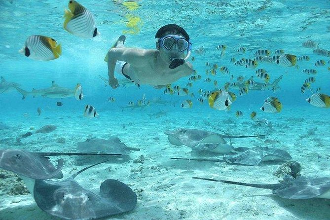Bora Bora 4WD Tour & Eco Shark & Ray Snorkel Cruise - The shark and stingray cruise is the day’s big reward