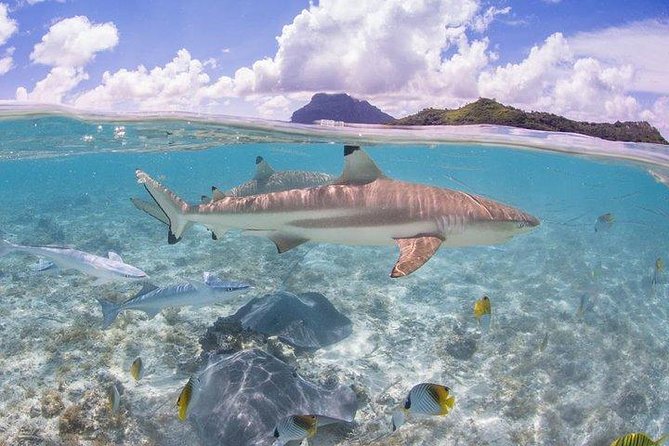 Bora Bora 4WD Tour & Eco Shark & Ray Snorkel Cruise - What the guides add to the experience