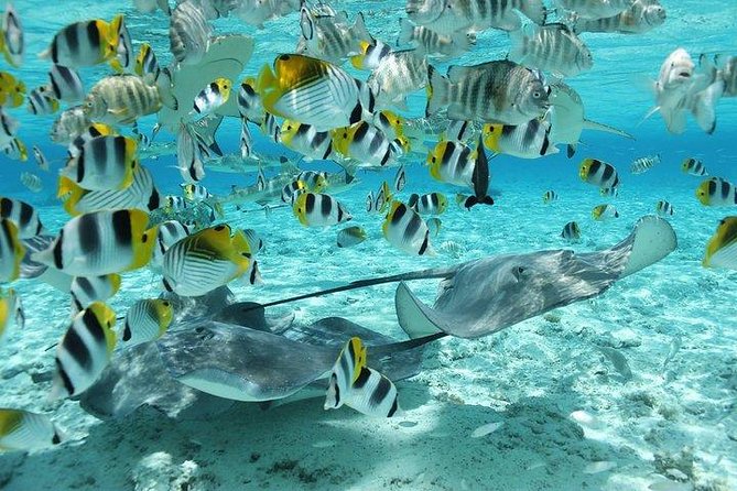 Bora Bora 4WD Tour & Eco Shark & Ray Snorkel Cruise - How good is the value at $260.58?