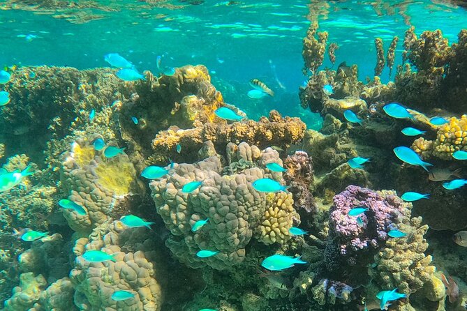 Bora Bora Combo Tour: Lagoon Cruise and 4WD Tour Including Snorkeling - Workshops, fruit, and a glimpse of daily island life