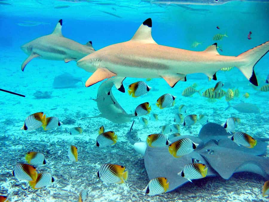 Bora Bora: Eco Shark and Snorkeling Safari - Stop one: black-tip sharks and friendly stingrays