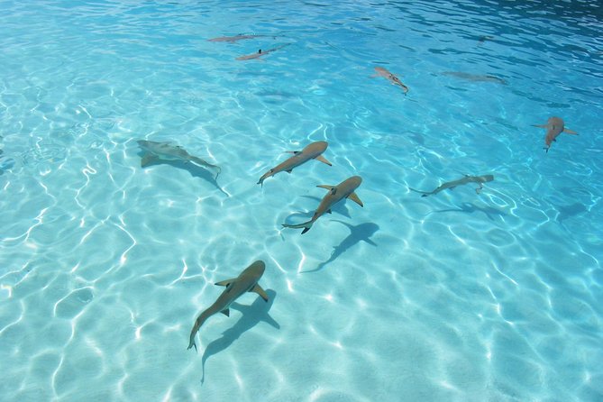 Bora Bora Eco Snorkel Cruise Including Snorkeling with Sharks and Stingrays - Why the guide can make or break the outing