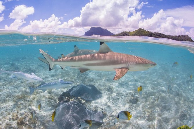 Bora Bora Eco Snorkel Cruise Including Snorkeling with Sharks and Stingrays - Comfort, swimming ability, and getting on the boat