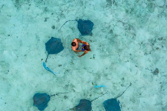 Bora Bora Eco Snorkel Cruise Including Snorkeling with Sharks and Stingrays - The coral garden: where the colors take over