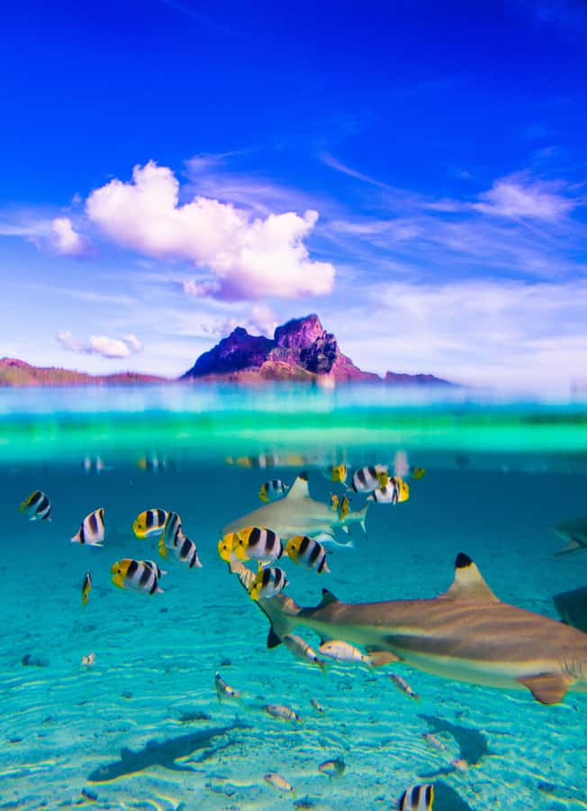 Bora Bora: Full-Day Lagoon Snorkelling Tour - Meeting rays in waist-deep water