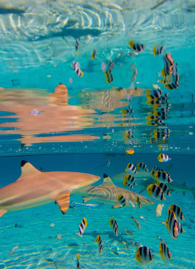 Bora Bora: Full-Day Lagoon Snorkelling Tour - Swimming near blacktip sharks