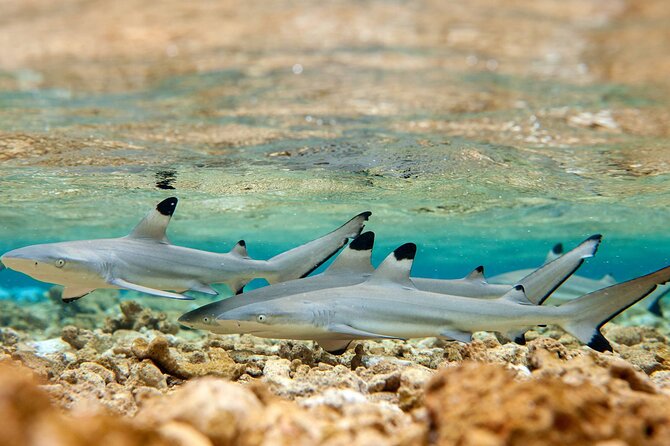 Bora Bora Full Day Snorkeling with Lunch - The guides make the difference