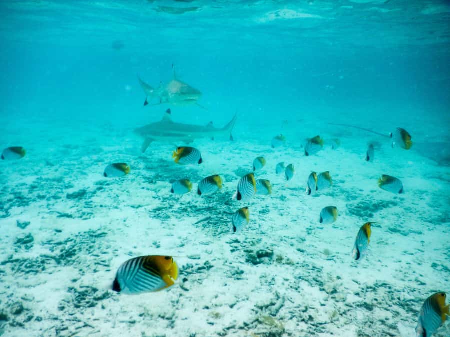 Bora Bora: Half-Day Lagoon Snorkelling Tour - Key points to know before booking
