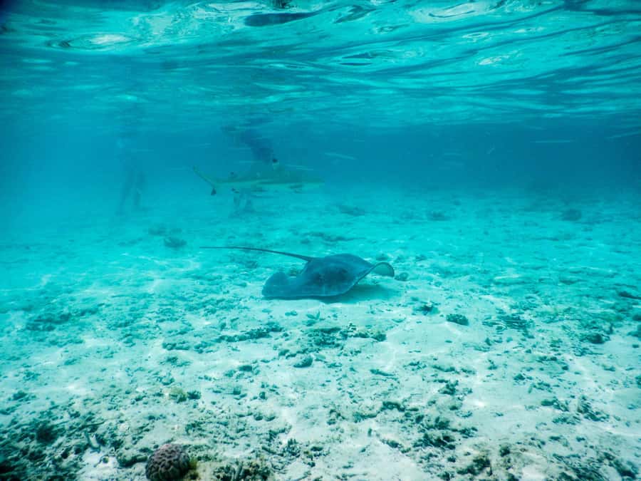 Bora Bora: Half-Day Lagoon Snorkelling Tour - Starting from Bora Bora’s hotel piers