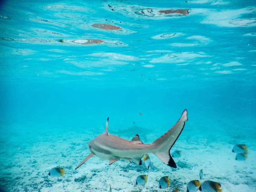 Bora Bora: Half-Day Lagoon Snorkelling Tour - Meeting the rays in waist-deep water
