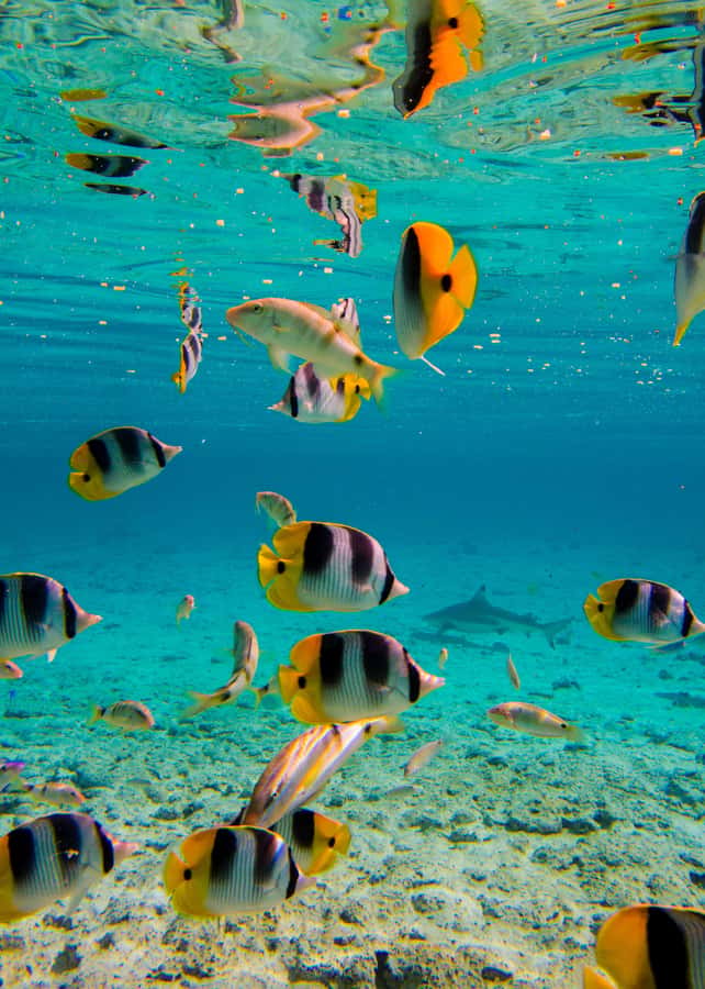 Bora Bora: Half-Day Lagoon Snorkelling Tour - Floating through the coral garden