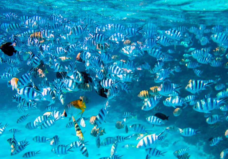Bora Bora: Half-Day Lagoon Snorkelling Tour - Who will enjoy this tour most?