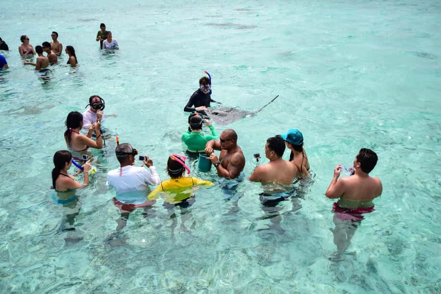 Bora Bora: Half-Day Lagoon Snorkelling Tour - Watching reef sharks along the reef edge