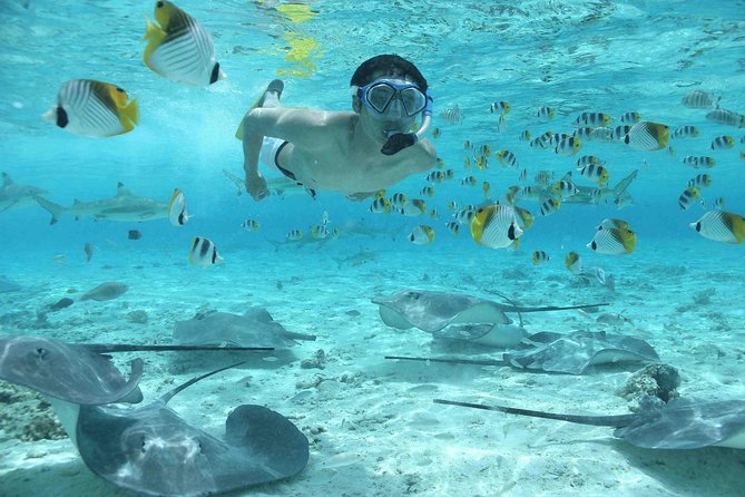 Bora Bora Jet Ski Tour, & Eco Shark / Ray Snorkel Cruise - Snorkeling With Black-Tip Sharks and Stingrays