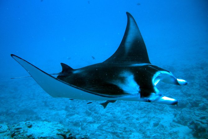 Bora Bora Jet Ski Tour, & Eco Shark / Ray Snorkel Cruise - The Guides Make or Break the Day