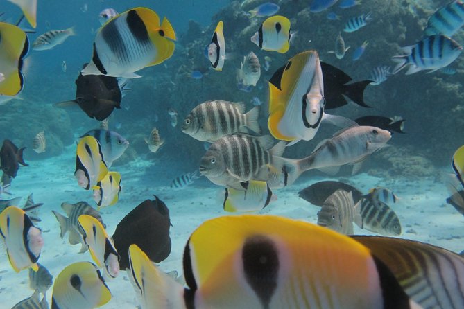Bora Bora Lagoon Snorkeling Tour by Private Boat - Guides who make the difference